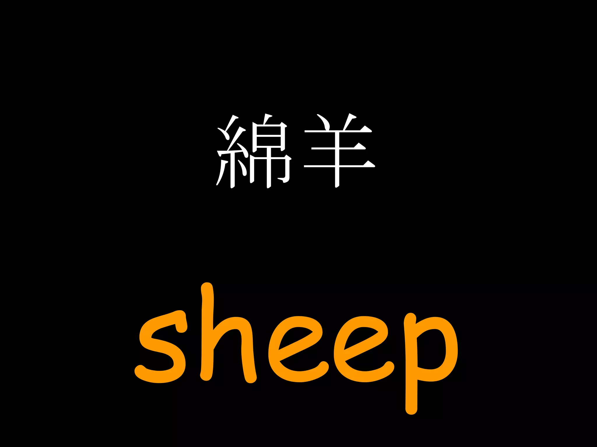 綿羊 sheep 