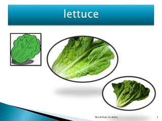 Mrs.Rriham Ei-Ashry 3 
 