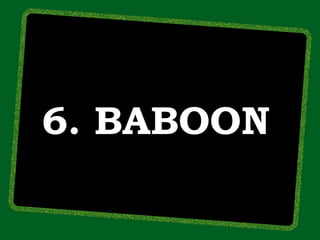 6. BABOON
 