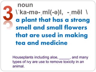 noun
ˈka-mə-ˌmī(-ə)l, -ˌmēl 
a plant that has a strong
smell and small flowers
that are used in making
tea and medicine
Houseplants including aloe, _____, and many
types of ivy are use to remove toxicity in an
animal.
 