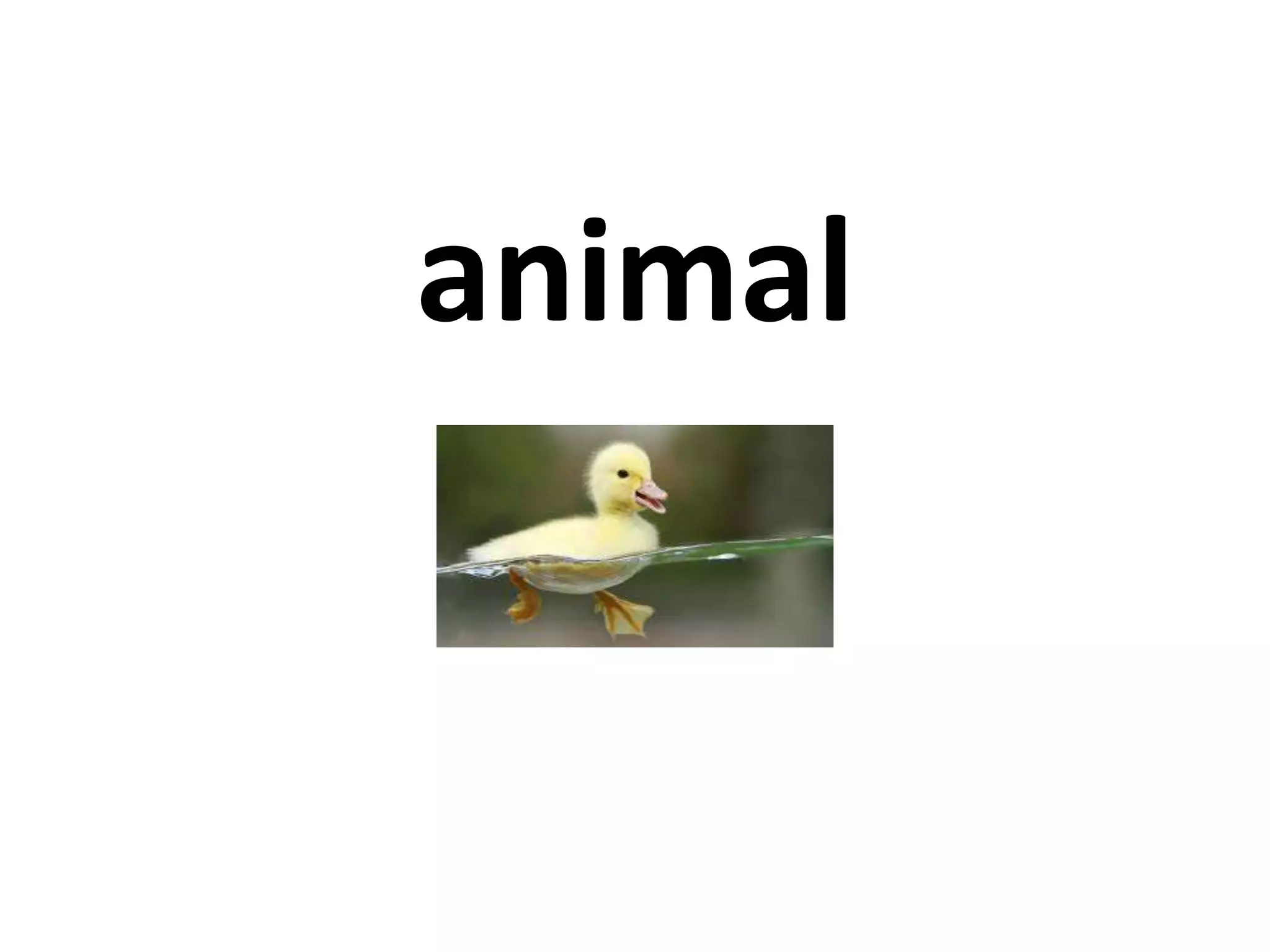 animal