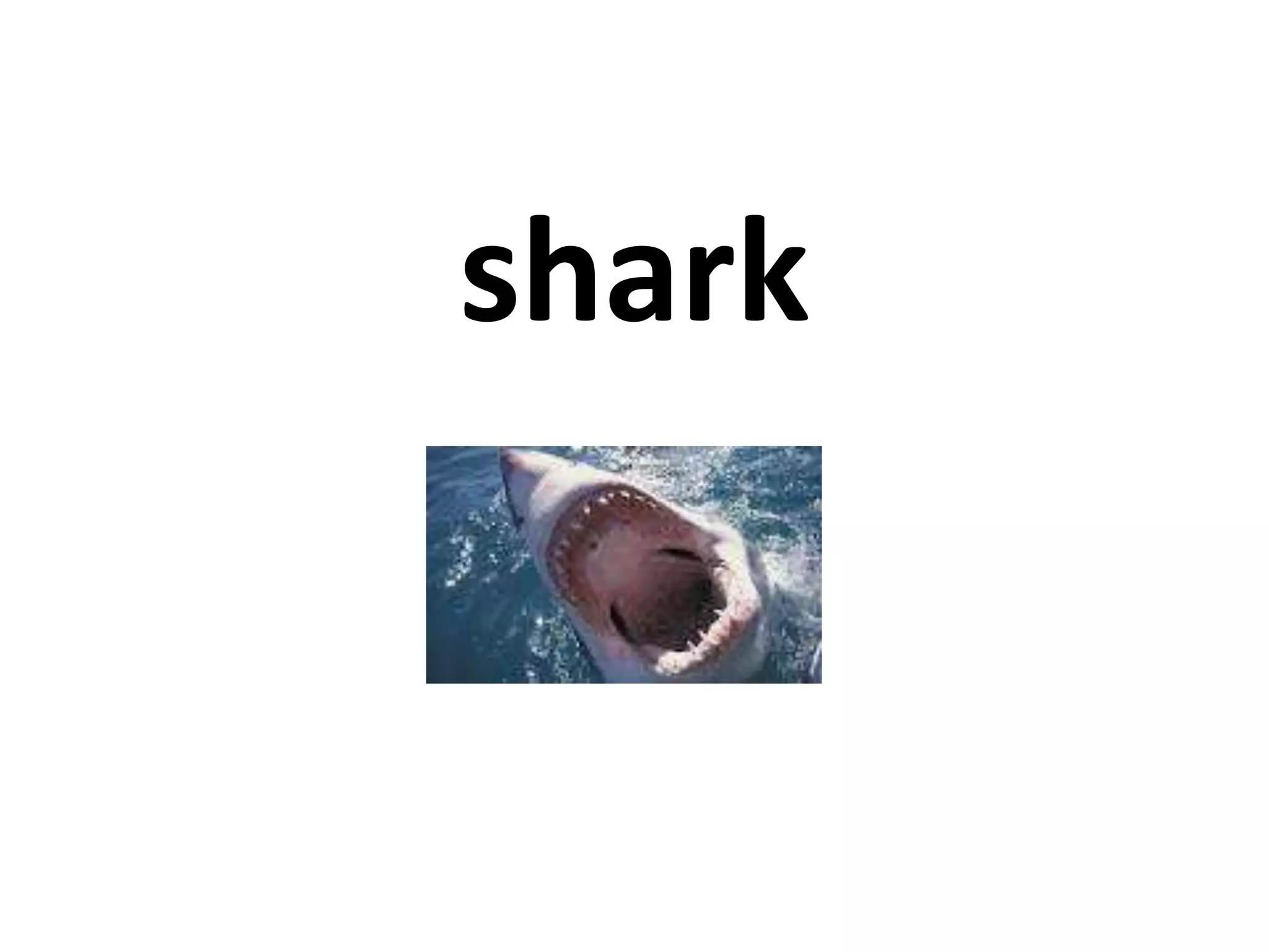 shark