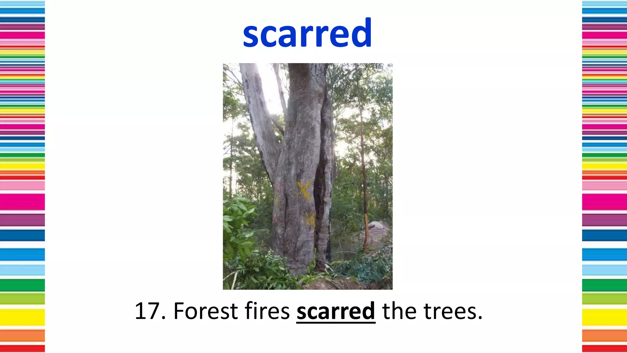 scarred
17. Forest fires scarred the trees.