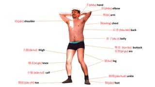 肩(jiān) shoulder
手(shǒu) hand
肘(zhǒu) elbow
臂(bì) arm
胸(xiōng) chest
肚子(dù zi) belly
膝盖(xī gài) knee
大腿(dà tuǐ) thigh
小腿 (xiǎo tuǐ) calf
腿(tuǐ) leg
脚踝(jiǎo huái) ankle
后背 (hòu bèi) back
臀部 (tún bù) buttock
屁股(pì gu) ass
脚(jiǎo) foot脚趾(jiǎo zhǐ) toe
 