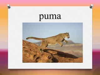 puma
 