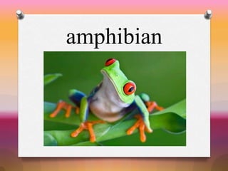 amphibian
 