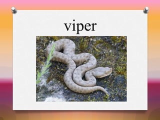 viper
 