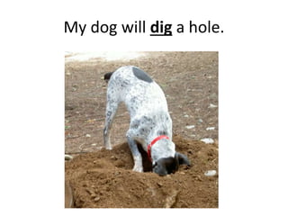 My dog will dig a hole.
 