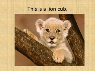 This is a lion cub.
 