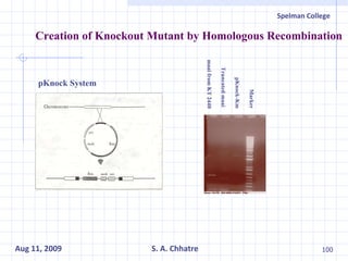 Creation of Knockout Mutant by Homologous Recombination   Marker pKnock-Km Truncated maai  maai from KT 2440 pKnock System 