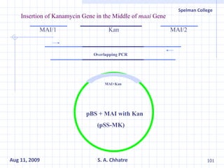 Insertion of Kanamycin Gene in the Middle of  maai  Gene pBS + MAI with Kan (pSS-MK) Kan MAI/2 MAI/1 Overlapping PCR MAI+Kan 