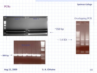 PCRs ~350 bp maai  1 maai   2 Overlapping PCR ~ 1.6 Kb Kan  gene ~ 800 bp 