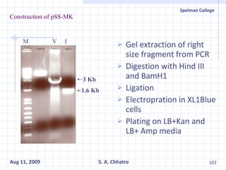 Construction of pSS-MK Gel extraction of right size fragment from PCR Digestion with Hind III and BamH1 Ligation Electropration in XL1Blue cells Plating on LB+Kan and LB+ Amp media M  V  I 3 Kb 1.6 Kb 