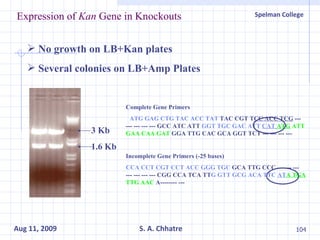 Expression of  Kan  Gene in Knockouts No growth on LB+Kan plates Several colonies on LB+Amp Plates 3 Kb 1.6 Kb Complete Gene Primers   ATG GAG CTG TAC ACC TAT  TAC CGT T CC ACC TCG  --- --- --- --- --- GCC ATC ATT  GGT TGC GAC ATT  CAT   ATG  ATT GAA CAA GAT  GGA TTG CAC GCA GGT TCT --- --- --- ---    Incomplete Gene Primers (-25 bases) CCA CCT CGT CCT ACC GGG TGC  GCA TTG CCC --- --- --- --- --- --- --- CGG CCA TCA TT G GTT GCG ACA TTC  AT A TGA  TTG AAC  A-------- --- 