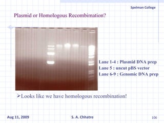 Plasmid or Homologous Recombimation? Lane 1-4 : Plasmid DNA prep Lane 5 : uncut pBS vector Lane 6-9 : Genomic DNA prep Looks like we have homologous recombination! 