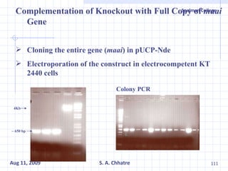 Complementation of Knockout with Full Copy of  maai  Gene Cloning the entire gene ( maai ) in pUCP-Nde Electroporation of the construct in electrocompetent KT 2440 cells 4Kb ~ 650 bp Colony PCR 