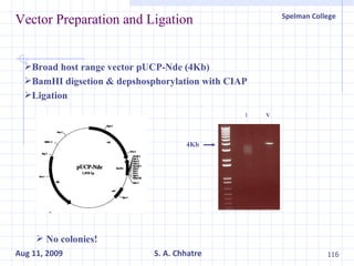 Vector Preparation and Ligation 4Kb  I V Broad host range vector pUCP-Nde (4Kb) BamHI digsetion & depshosphorylation with CIAP Ligation No colonies! 