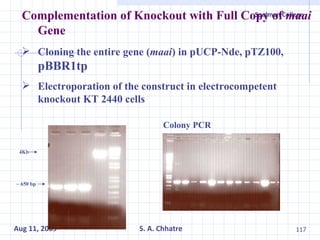 Complementation of Knockout with Full Copy of  maai  Gene Cloning the entire gene ( maai ) in pUCP-Nde, pTZ100,  pBBR1tp Electroporation of the construct in electrocompetent knockout KT 2440 cells 4Kb ~ 650 bp Colony PCR 