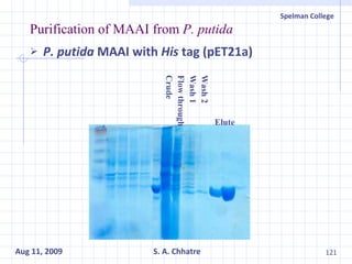 Purification of MAAI from  P. putida P. putida  MAAI with  His  tag (pET21a) Wash 2 Wash 1 Flow through Crude  Elute 