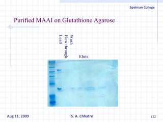 Purified MAAI on Glutathione Agarose  Elute Wash  Flow through Load 