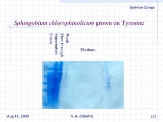 Sphingobium chlorophinolicum  grown on Tyrosine Wash  Flow through Supernatent Crude  Elutions 