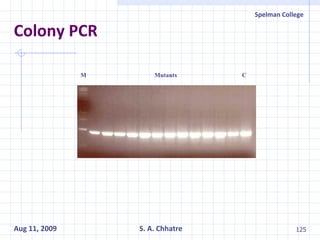 Colony PCR  M  Mutants  C 