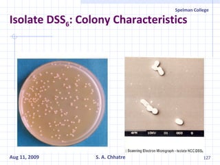 Isolate DSS 6 : Colony Characteristics 