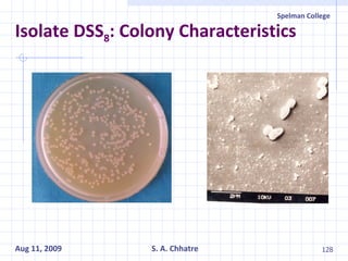 Isolate DSS 8 : Colony Characteristics 
