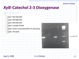 XylE -Catechol 2-3 Dioxygenase 