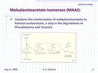 Maleylacetoacetate Isomerase (MAAI):    Catalyzes the isomerization of maleylacetoacetate to fumaryl acetoacetate, a step in the degradation of Phenylalanine and Tyrosine 