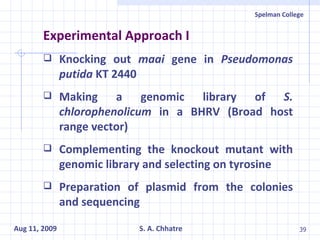 Experimental Approach I Knocking out  maai  gene in  Pseudomonas putida  KT 2440 Making a genomic library of  S. chlorophenolicum  in a BHRV (Broad host range vector) Complementing the knockout mutant with genomic library and selecting on tyrosine Preparation of plasmid from the colonies and sequencing  