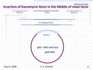 Insertion of Kanamycin Gene in the Middle of  maai  Gene pBS + MAI with Kan (pSS-MK) Kan MAI/2 MAI/1 Overlapping PCR MAI+Kan 