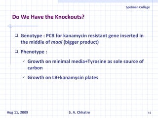 Genotype : PCR for kanamycin resistant gene inserted in the middle of  maai  (bigger product) Phenotype : Growth on minimal media+Tyrosine as sole source of carbon  Growth on LB+kanamycin plates Do We Have the Knockouts? 