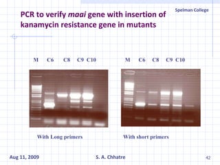 PCR to verify  maai  gene with insertion of kanamycin resistance gene in mutants With Long primers With short primers M  C6  C8  C9  C10 M  C6  C8  C9  C10 
