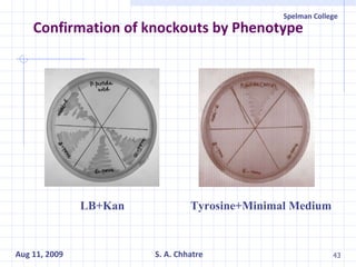 Confirmation of knockouts by Phenotype LB+Kan Tyrosine+Minimal Medium 
