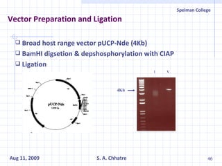 Vector Preparation and Ligation 4Kb  I V Broad host range vector pUCP-Nde (4Kb) BamHI digsetion & depshosphorylation with CIAP Ligation 