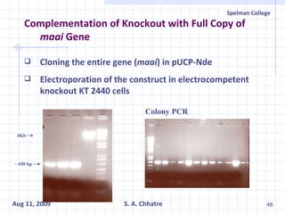 Complementation of Knockout with Full Copy of  maai  Gene Cloning the entire gene ( maai ) in pUCP-Nde Electroporation of the construct in electrocompetent knockout KT 2440 cells 4Kb ~ 650 bp Colony PCR 