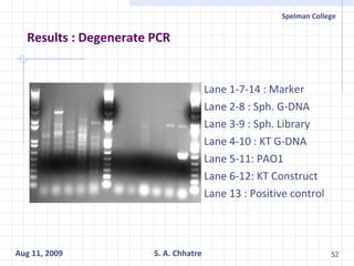 Results : Degenerate PCR Lane 1-7-14 : Marker Lane 2-8 : Sph. G-DNA Lane 3-9 : Sph. Library Lane 4-10 : KT G-DNA Lane 5-11: PAO1 Lane 6-12: KT Construct Lane 13 : Positive control 