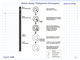 Quick-change Mutagenesis (Stratagene) 
