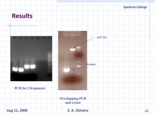 Results PCR for 2 fragments Overlapping PCR and vector pET 21a Product 