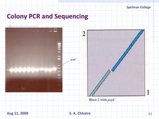 Colony PCR and Sequencing pcpC Blast 2 with  pcpC 