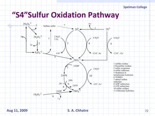 “S4”Sulfur Oxidation Pathway 