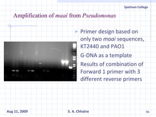 Amplification of  maai  from  Pseudomonas Primer design based on only two  maai  sequences, KT2440 and PAO1 G-DNA as a template Results of combination of Forward 1 primer with 3 different reverse primers 