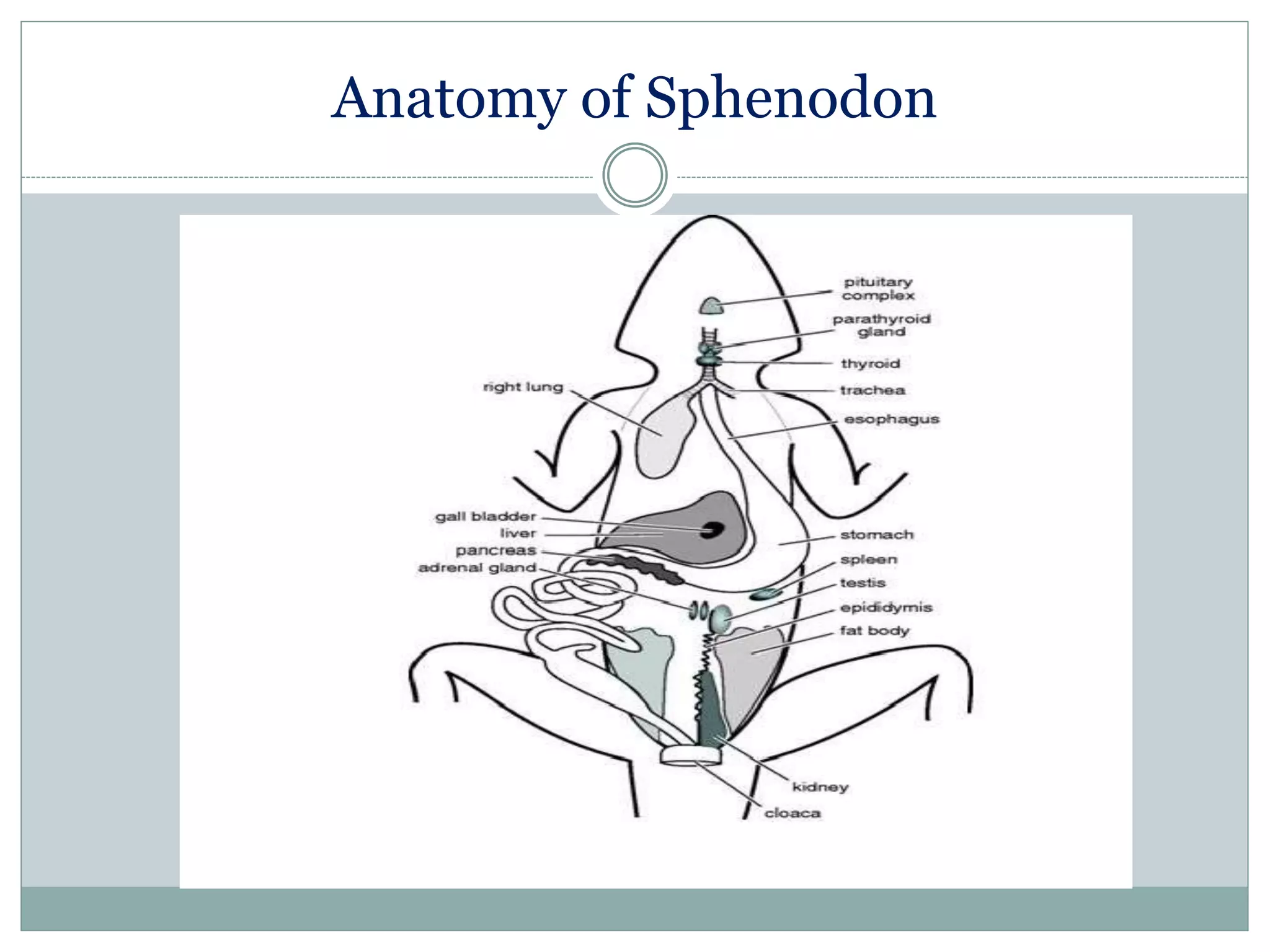Anatomy of Sphenodon
 