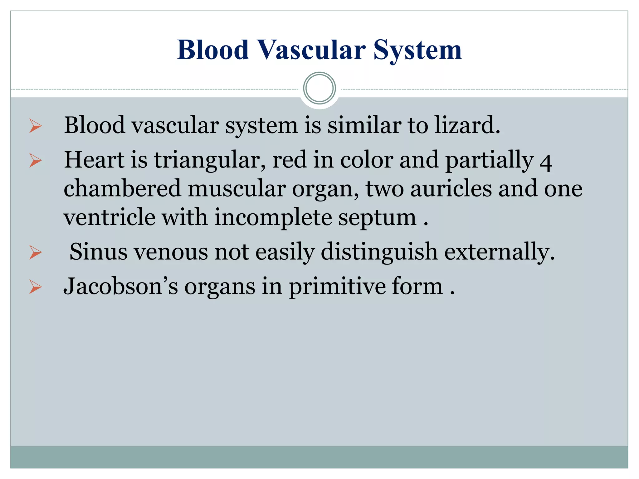 Blood Vascular System
 Blood vascular system is similar to lizard.
 Heart is triangular, red in color and partially 4
chambered muscular organ, two auricles and one
ventricle with incomplete septum .
 Sinus venous not easily distinguish externally.
 Jacobson’s organs in primitive form .
 