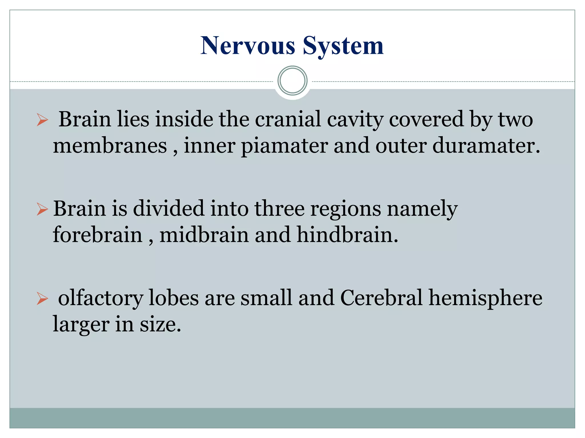 Nervous System
 Brain lies inside the cranial cavity covered by two
membranes , inner piamater and outer duramater.
Brain is divided into three regions namely
forebrain , midbrain and hindbrain.
 olfactory lobes are small and Cerebral hemisphere
larger in size.
 