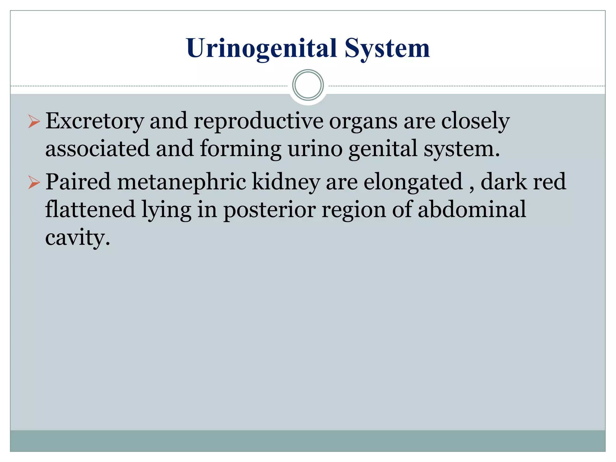 Urinogenital System
Excretory and reproductive organs are closely
associated and forming urino genital system.
Paired metanephric kidney are elongated , dark red
flattened lying in posterior region of abdominal
cavity.
 
