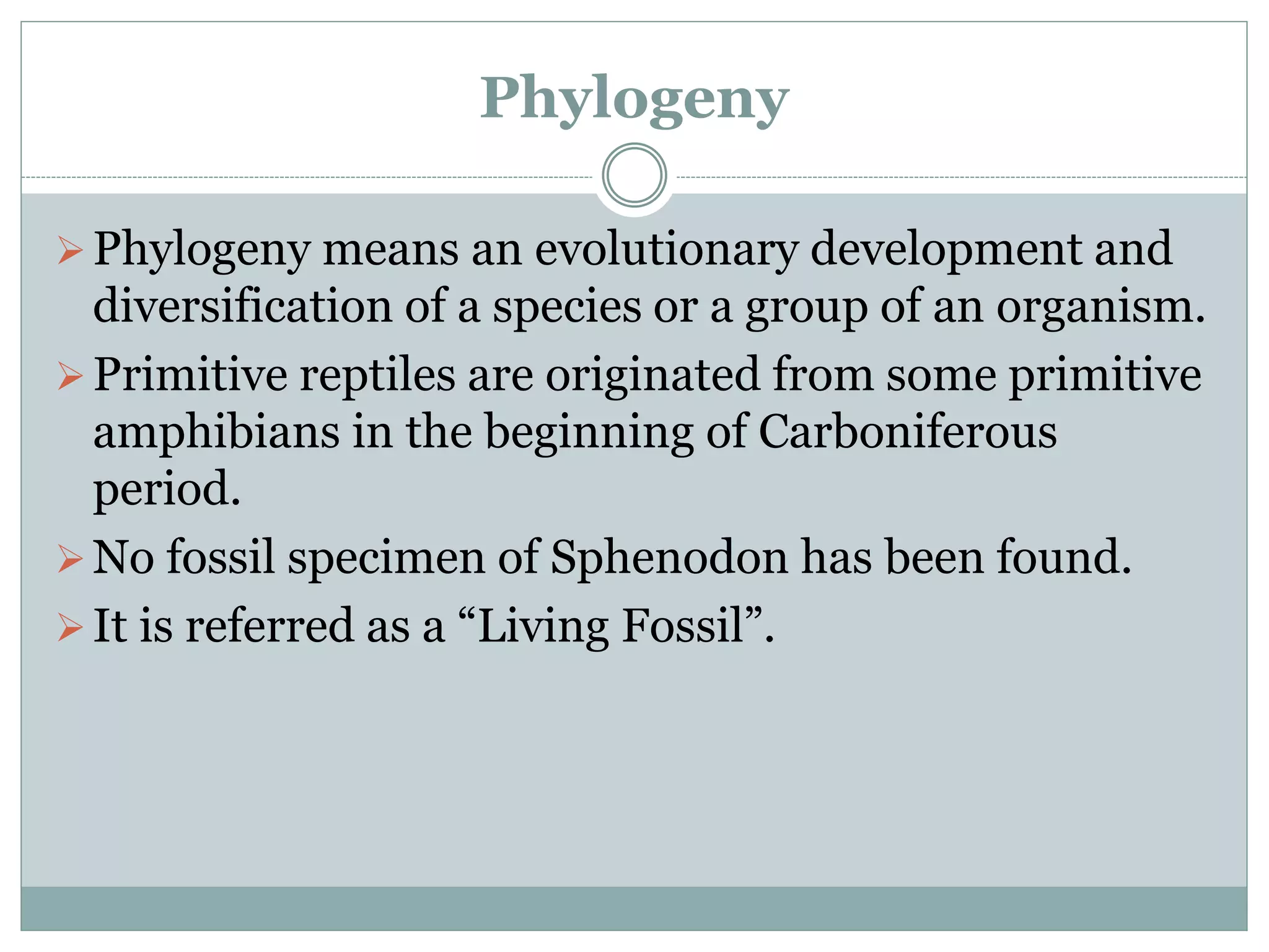 Phylogeny
Phylogeny means an evolutionary development and
diversification of a species or a group of an organism.
Primitive reptiles are originated from some primitive
amphibians in the beginning of Carboniferous
period.
No fossil specimen of Sphenodon has been found.
It is referred as a “Living Fossil”.
 