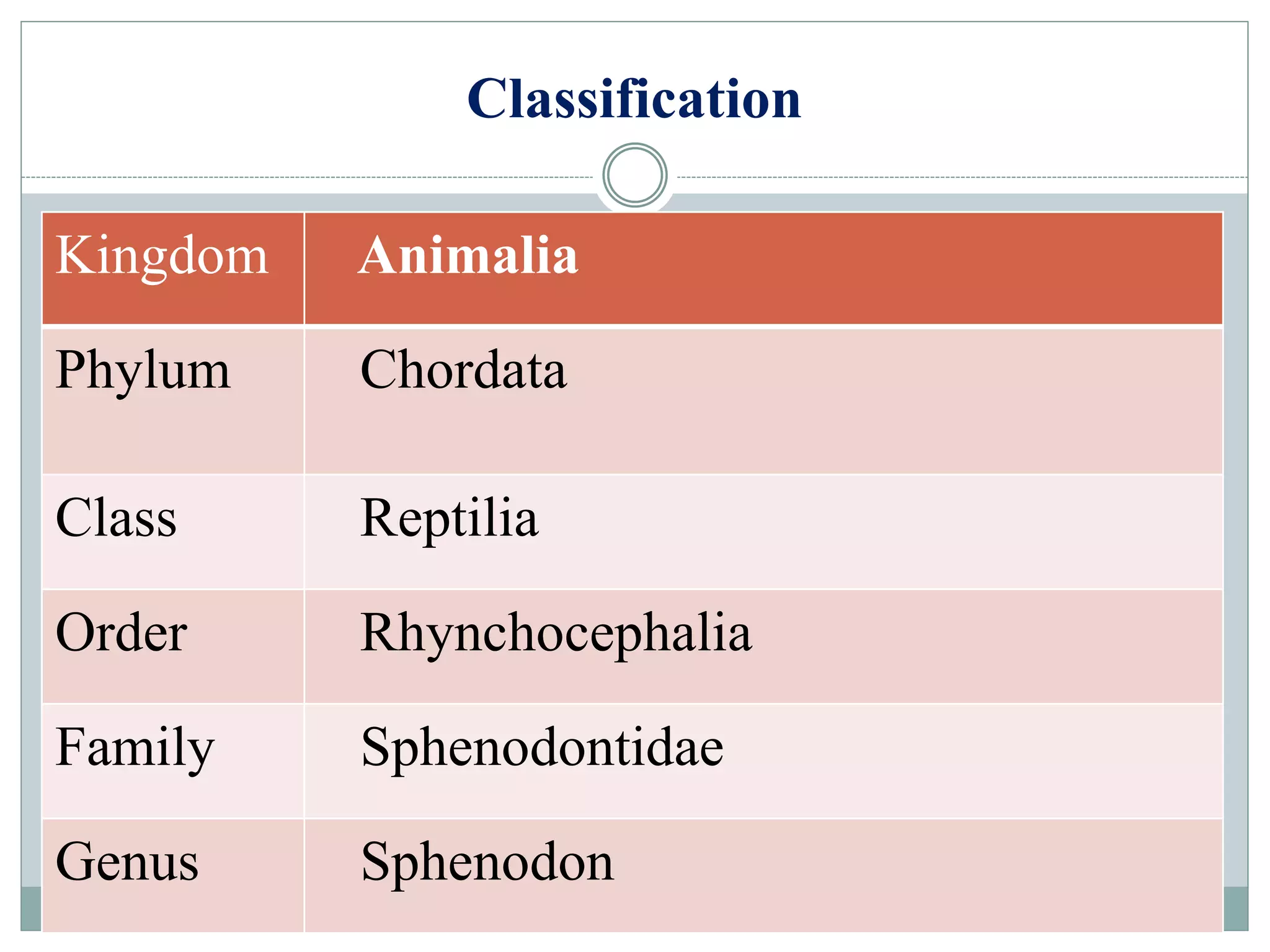 Classification
Kingdom Animalia
Phylum Chordata
Class Reptilia
Order Rhynchocephalia
Family Sphenodontidae
Genus Sphenodon
 