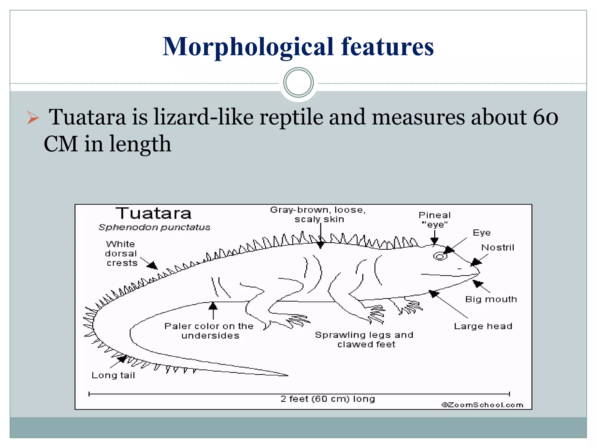 Morphological features
 Tuatara is lizard-like reptile and measures about 60
CM in length
 